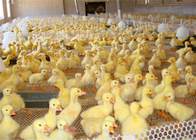 Tavuk Ördek Besleme ve Hayvan Koruma İçin Aşınma Direnci Plastik Kümes Ağları